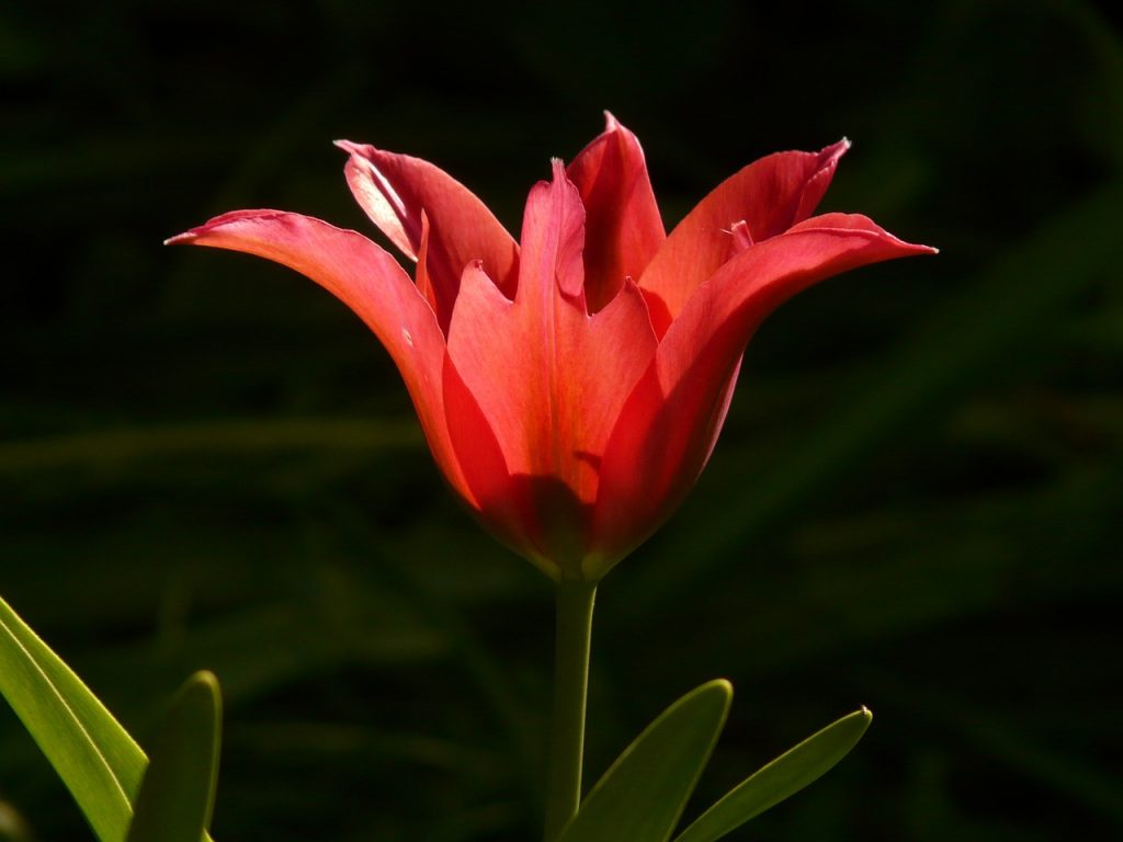 blume_tulpe_02