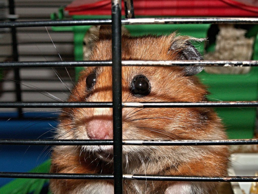 Über meinen Ausstieg aus dem Hamsterrad