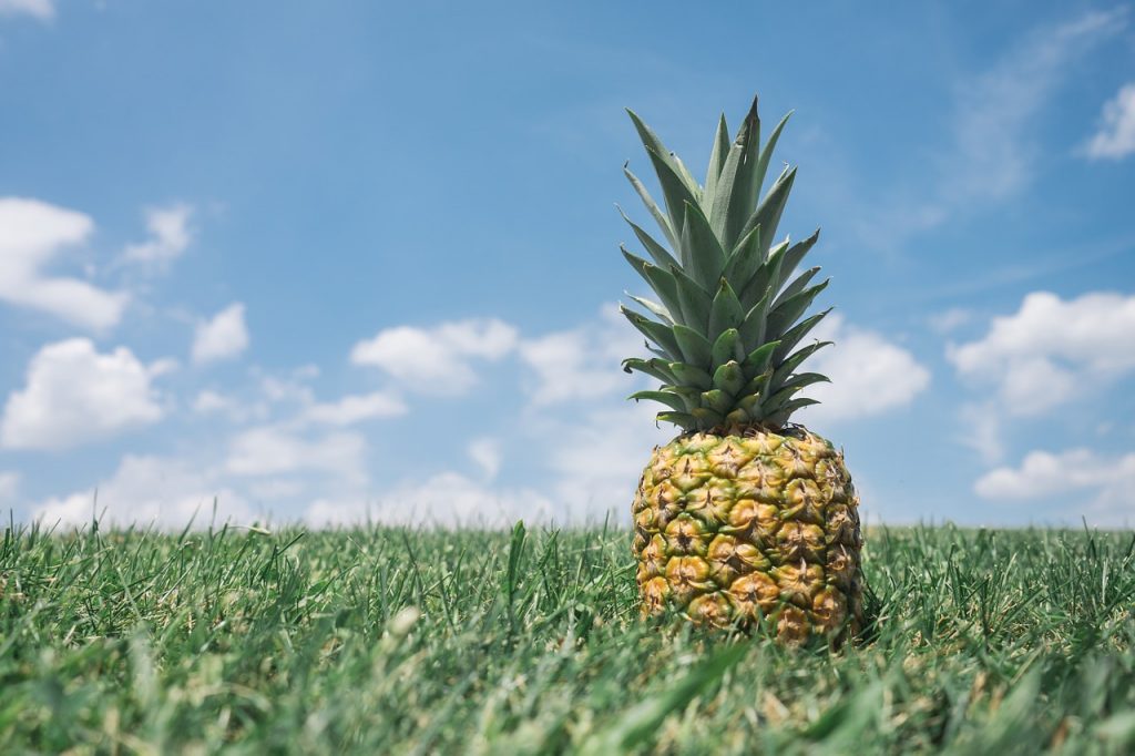 Ananas im Feld