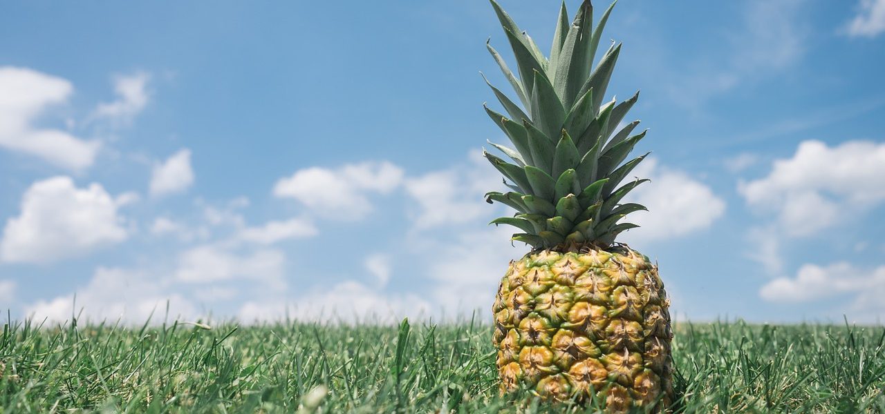 Ananas im Feld