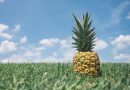 Ananas im Feld