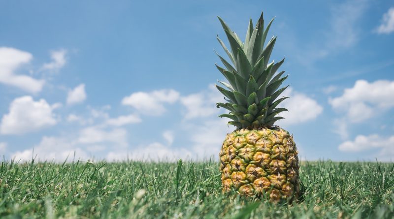 Ananas im Feld