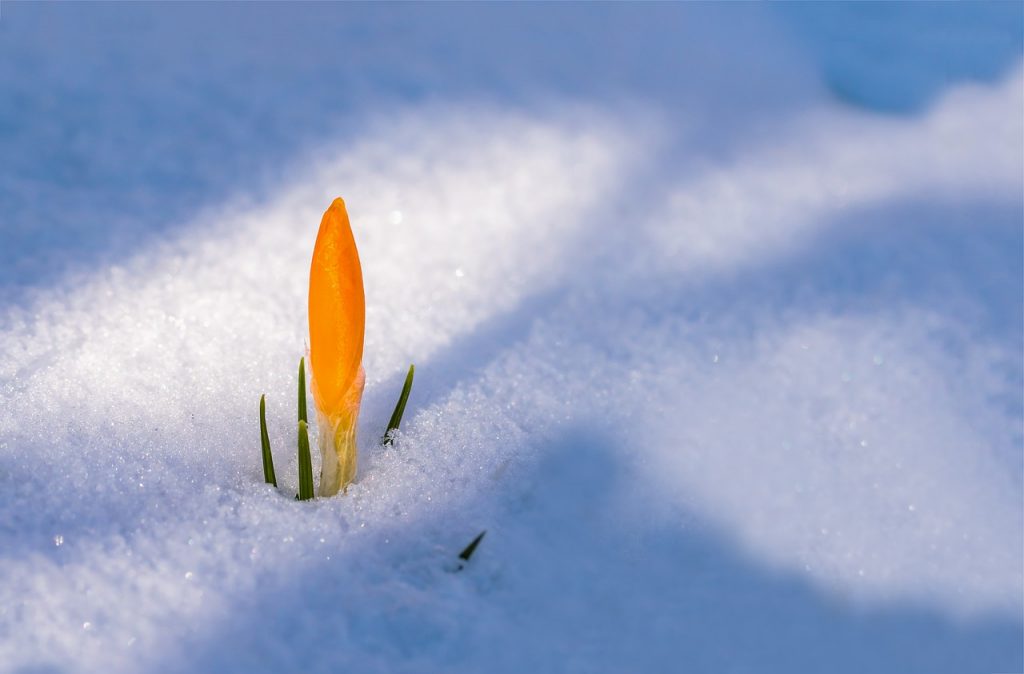 Selbstwirksamkeit Blume Schnee Resilienz